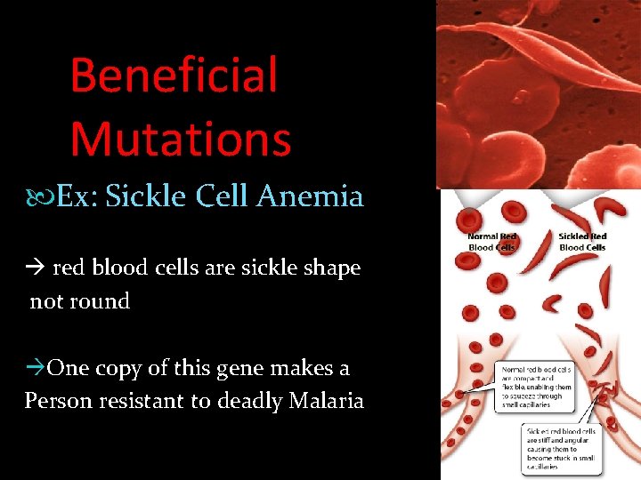 Beneficial Mutations Ex: Sickle Cell Anemia red blood cells are sickle shape not round