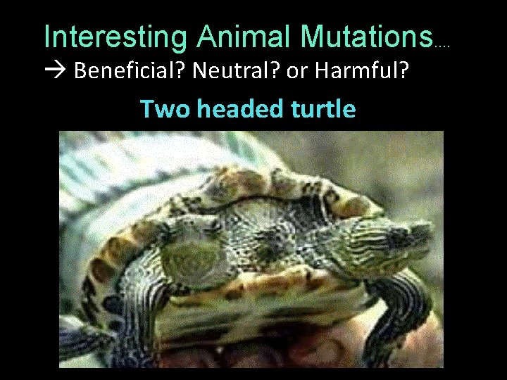 Interesting Animal Mutations…. Beneficial? Neutral? or Harmful? Two headed turtle 