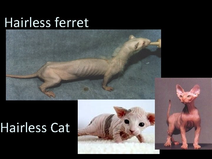 Hairless ferret Hairless Cat 