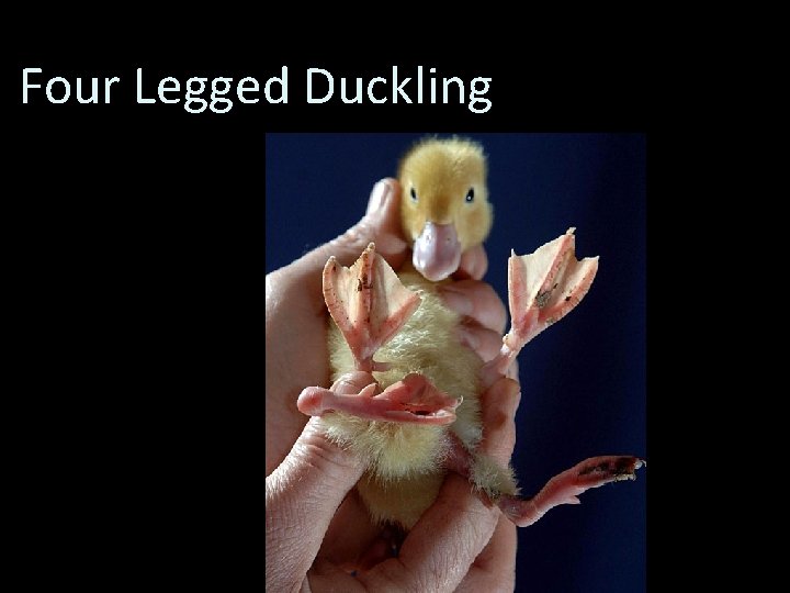 Four Legged Duckling 