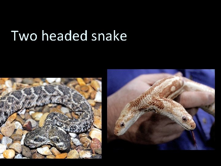 Two headed snake 