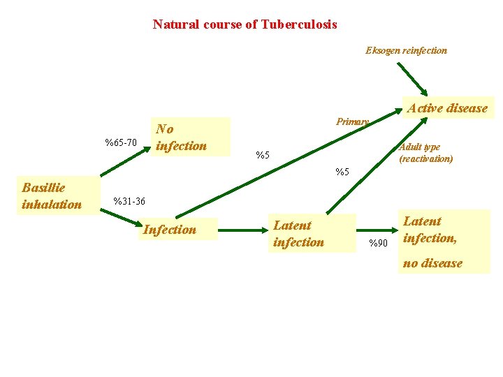 Natural course of Tuberculosis Eksogen reinfection Active disease No infection %65 -70 Primary Adult