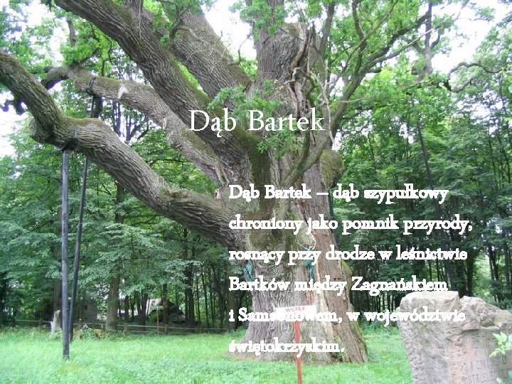 Dąb Bartek – dąb szypułkowy chroniony jako pomnik przyrody, rosnący przy drodze w leśnictwie