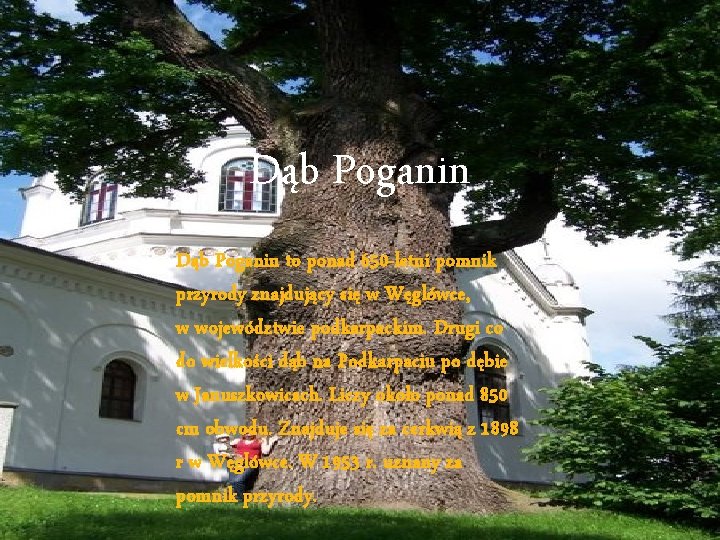 Dąb Poganin to ponad 650 -letni pomnik przyrody znajdujący się w Węglówce, w województwie