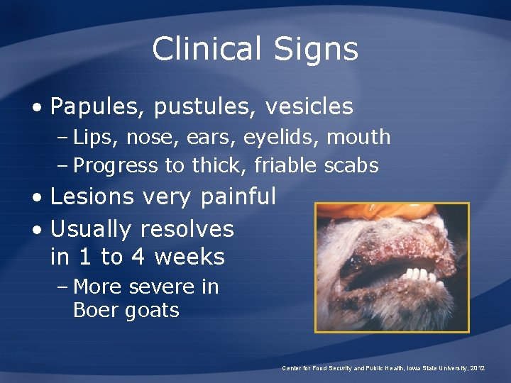 Clinical Signs • Papules, pustules, vesicles – Lips, nose, ears, eyelids, mouth – Progress