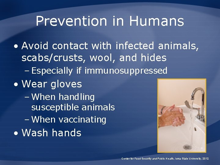 Prevention in Humans • Avoid contact with infected animals, scabs/crusts, wool, and hides –