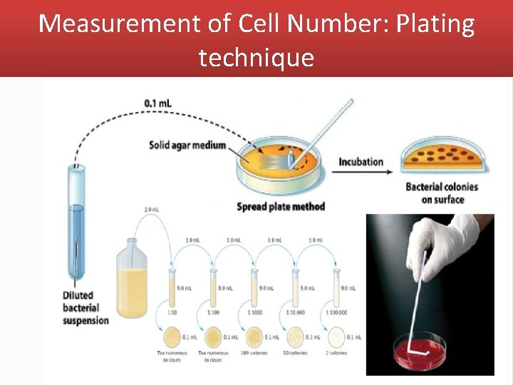 Measurement of Cell Number: Plating technique 