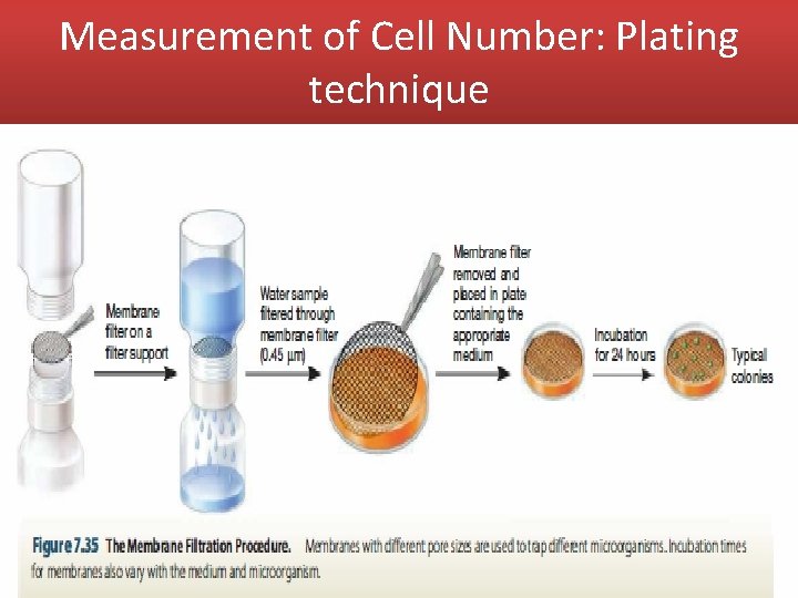 Measurement of Cell Number: Plating technique 