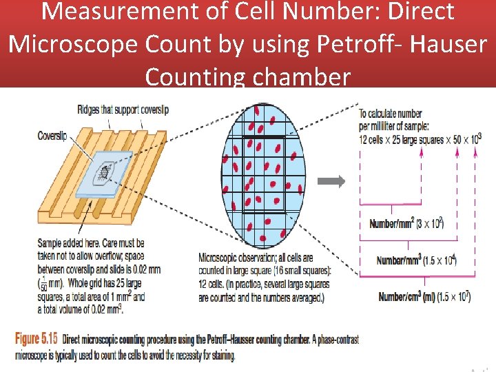 Measurement of Cell Number: Direct Microscope Count by using Petroff- Hauser Counting chamber 