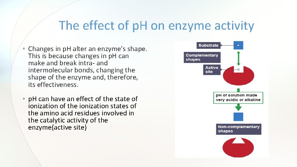 The effect of p. H on enzyme activity • Changes in p. H alter