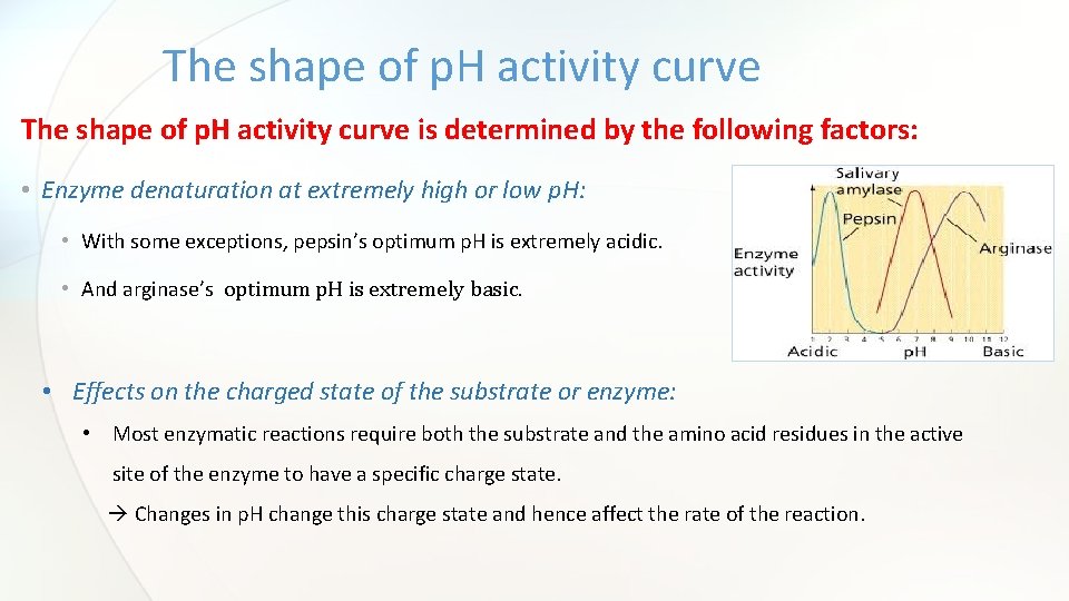 The shape of p. H activity curve is determined by the following factors: •