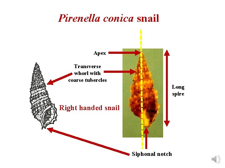 Pirenella conica snail Apex Transverse whorl with coarse tubercles Long spire Right handed snail