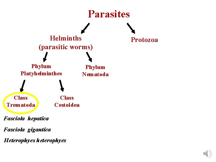 Parasites Helminths (parasitic worms) Phylum Platyhelminthes Class Trematoda Class Cestoidea Fasciola hepatica Fasciola gigantica