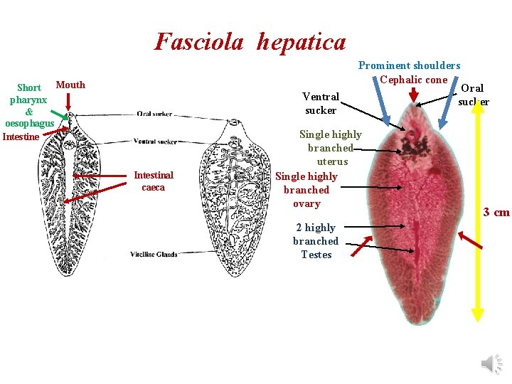 Fasciola hepatica Prominent shoulders Cephalic cone Mouth Short pharynx & oesophagus Intestine Ventral sucker