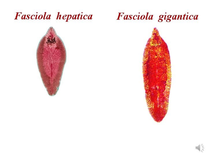 Fasciola hepatica Fasciola gigantica 