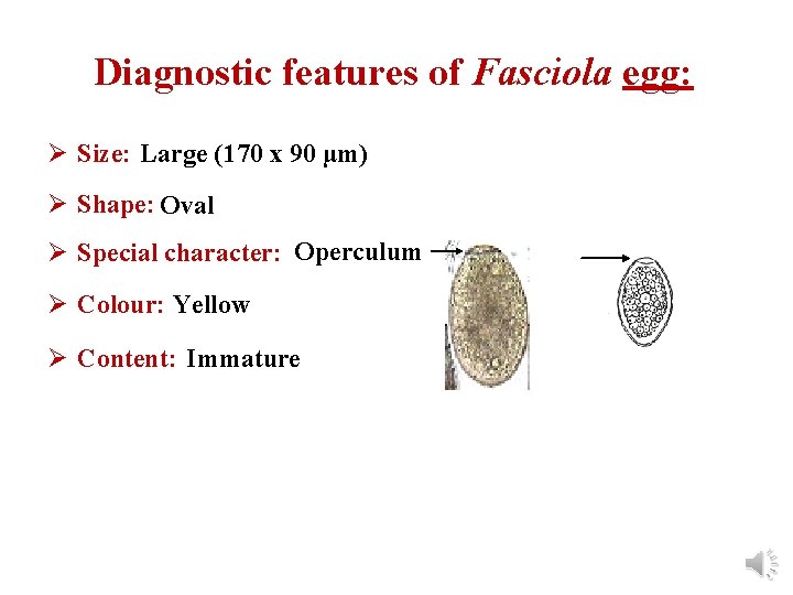 Diagnostic features of Fasciola egg: Ø Size: Large (170 x 90 µm) Ø Shape: