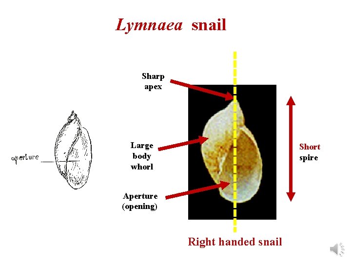 Lymnaea snail Sharp apex Large body whorl Short spire Aperture (opening) Right handed snail