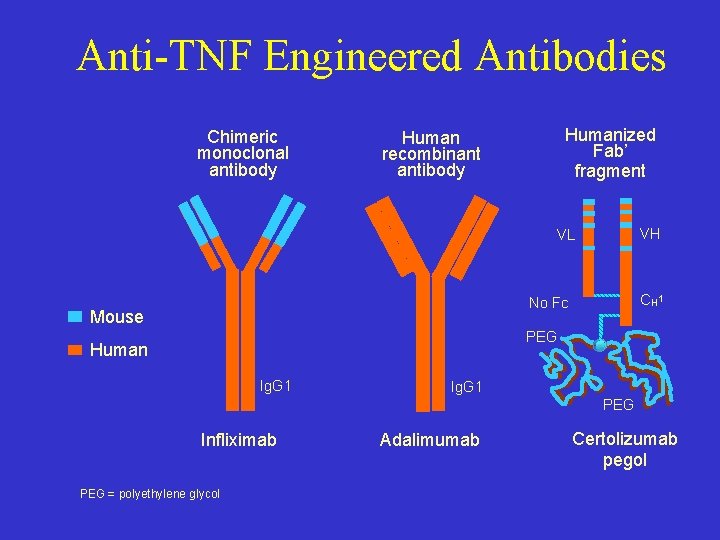 Anti-TNF Engineered Antibodies Chimeric monoclonal antibody Humanized Fab’ fragment Human recombinant antibody VH VL Anti-TNF Engineered Antibodies Chimeric monoclonal antibody Humanized Fab’ fragment Human recombinant antibody VH VL