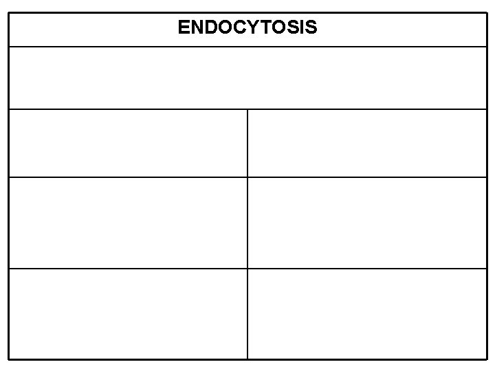 ENDOCYTOSIS 