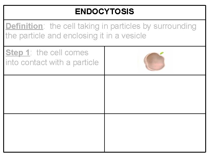 ENDOCYTOSIS Definition: the cell taking in particles by surrounding the particle and enclosing it