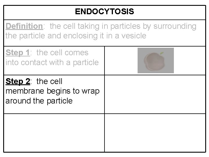 ENDOCYTOSIS Definition: the cell taking in particles by surrounding the particle and enclosing it