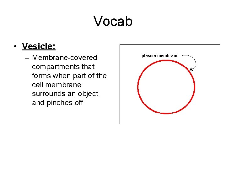 Vocab • Vesicle: – Membrane-covered compartments that forms when part of the cell membrane