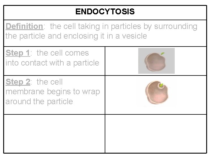 ENDOCYTOSIS Definition: the cell taking in particles by surrounding the particle and enclosing it