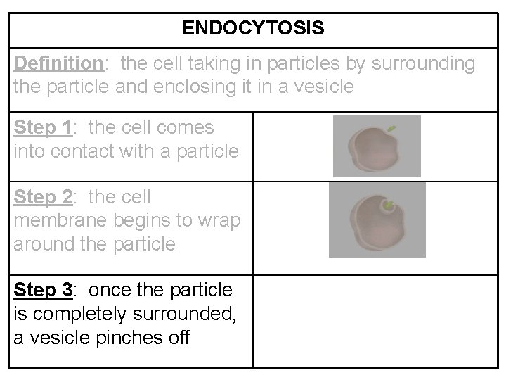 ENDOCYTOSIS Definition: the cell taking in particles by surrounding the particle and enclosing it
