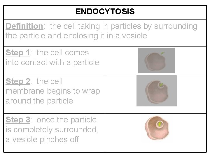 ENDOCYTOSIS Definition: the cell taking in particles by surrounding the particle and enclosing it