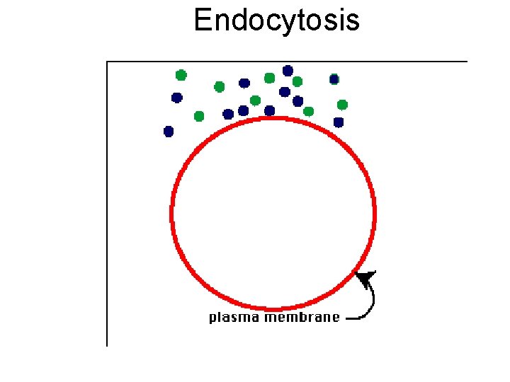Endocytosis 