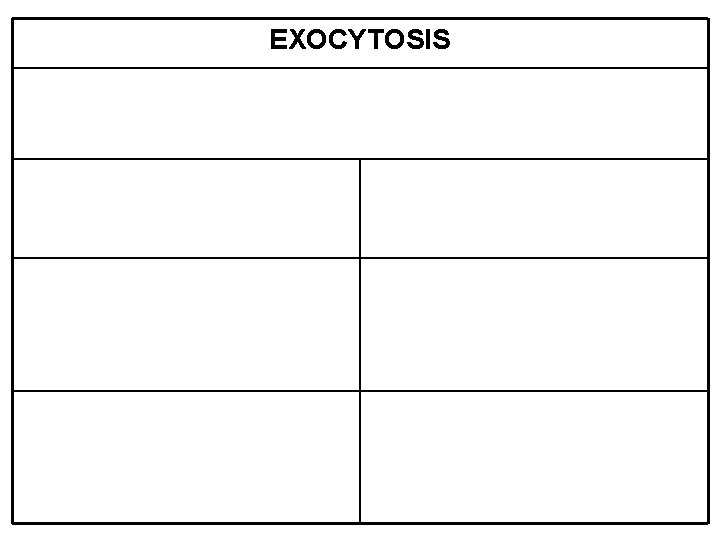 EXOCYTOSIS 