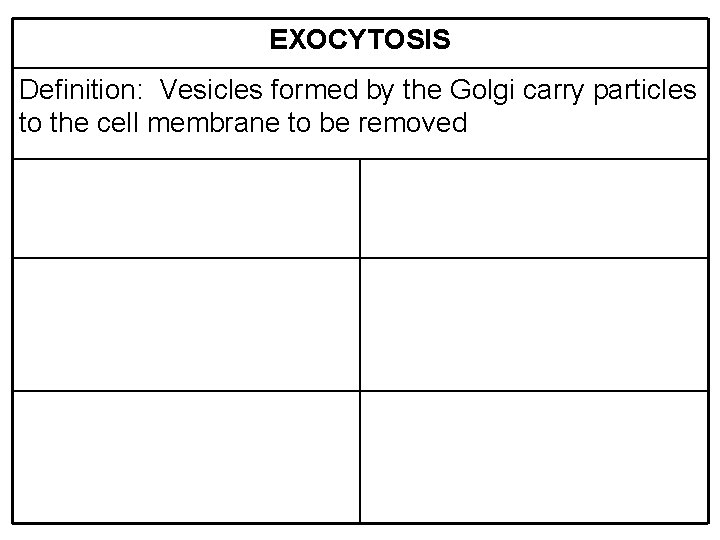 EXOCYTOSIS Definition: Vesicles formed by the Golgi carry particles to the cell membrane to