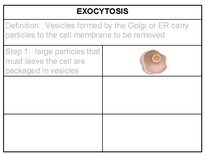 EXOCYTOSIS Definition: Vesicles formed by the Golgi or ER carry particles to the cell