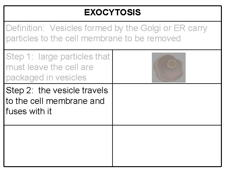 EXOCYTOSIS Definition: Vesicles formed by the Golgi or ER carry particles to the cell