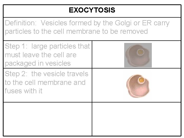 EXOCYTOSIS Definition: Vesicles formed by the Golgi or ER carry particles to the cell