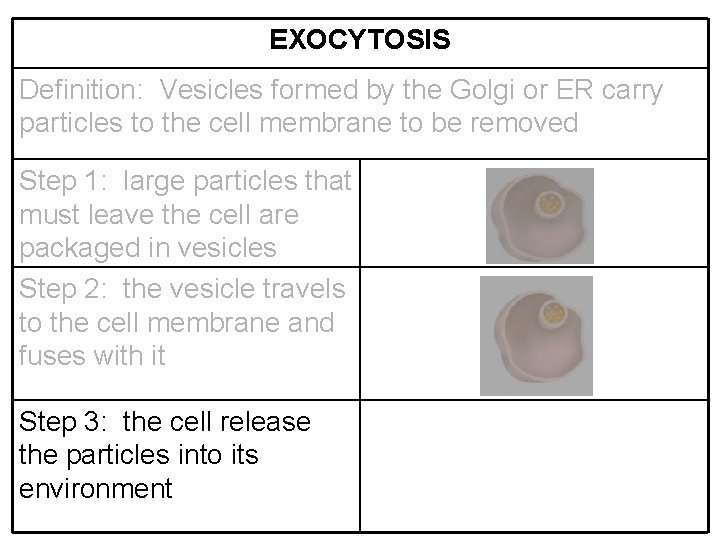 EXOCYTOSIS Definition: Vesicles formed by the Golgi or ER carry particles to the cell