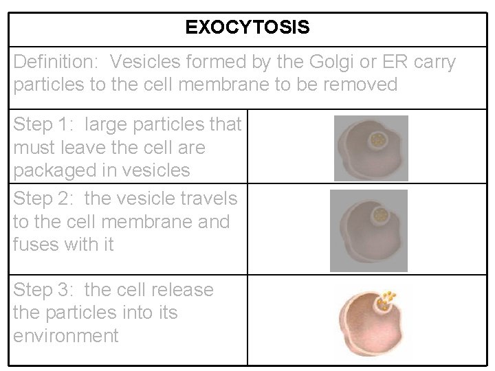 EXOCYTOSIS Definition: Vesicles formed by the Golgi or ER carry particles to the cell