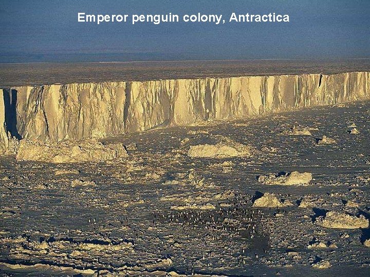 Emperor penguin colony, Antractica 