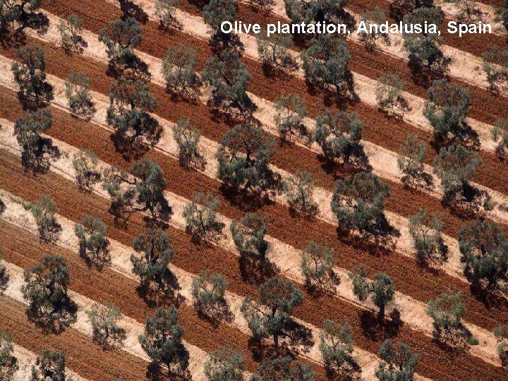 Olive plantation, Andalusia, Spain 