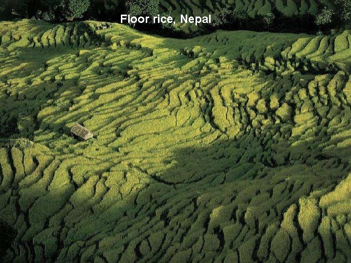 Floor rice, Nepal 