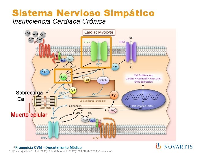 Sistema Nervioso Simpático Insuficiencia Cardiaca Crónica CAT CAT CAT Sobrecarga Ca++ Muerte celular 10