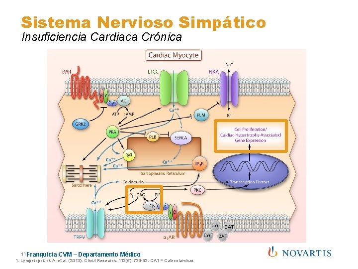 Sistema Nervioso Simpático Insuficiencia Cardiaca Crónica CAT CAT 11 Franquicia CVM – Departamento Médico