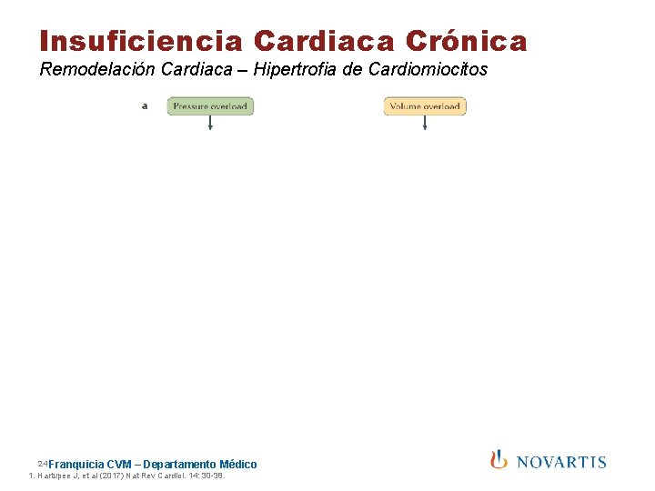 Insuficiencia Cardiaca Crónica Remodelación Cardiaca – Hipertrofia de Cardiomiocitos ICFEp 24 Franquicia CVM –