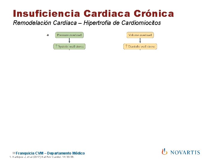 Insuficiencia Cardiaca Crónica Remodelación Cardiaca – Hipertrofia de Cardiomiocitos ICFEp 25 Franquicia CVM –