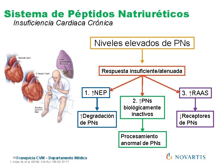 Sistema de Péptidos Natriuréticos Insuficiencia Cardiaca Crónica Niveles elevados de PNs Respuesta insuficiente/atenuada 1.