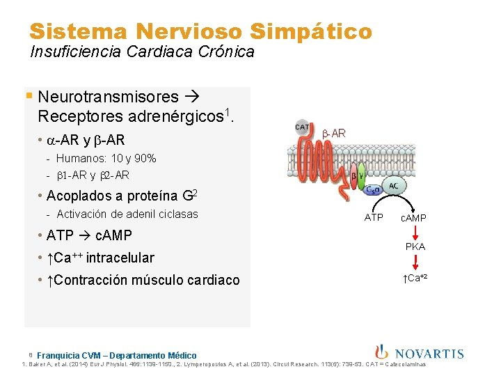 Sistema Nervioso Simpático Insuficiencia Cardiaca Crónica § Neurotransmisores Receptores adrenérgicos 1. • a-AR y