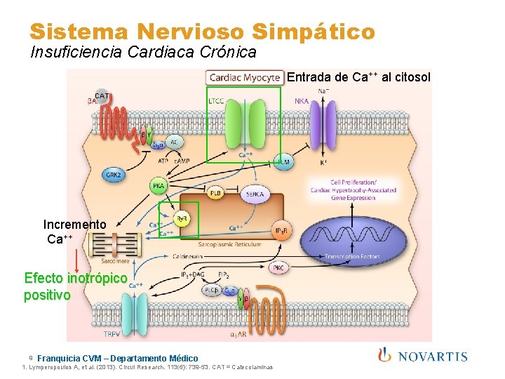 Sistema Nervioso Simpático Insuficiencia Cardiaca Crónica Entrada de Ca++ al citosol CAT Incremento Ca++