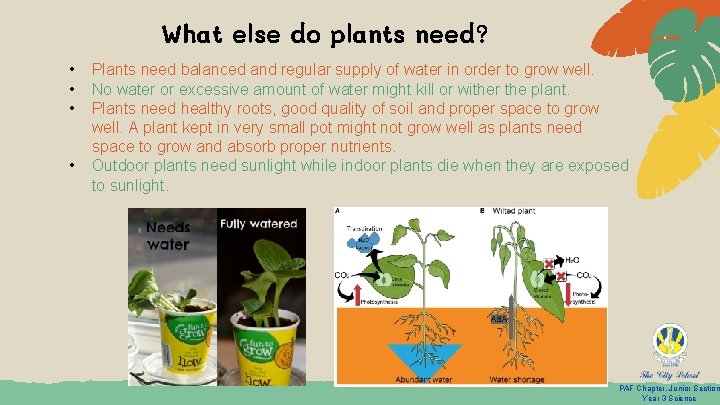 What else do plants need? • • Plants need balanced and regular supply of