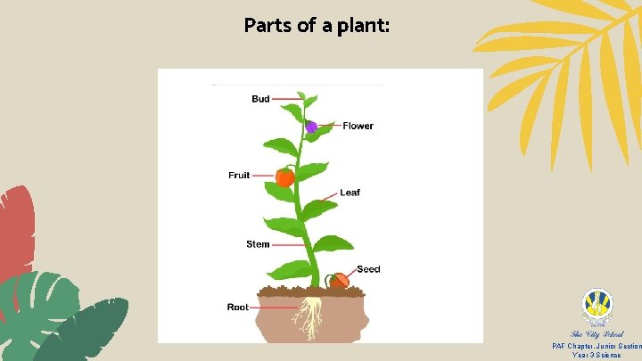 Parts of a plant: PAF Chapter, Junior Section Year 3 Science 
