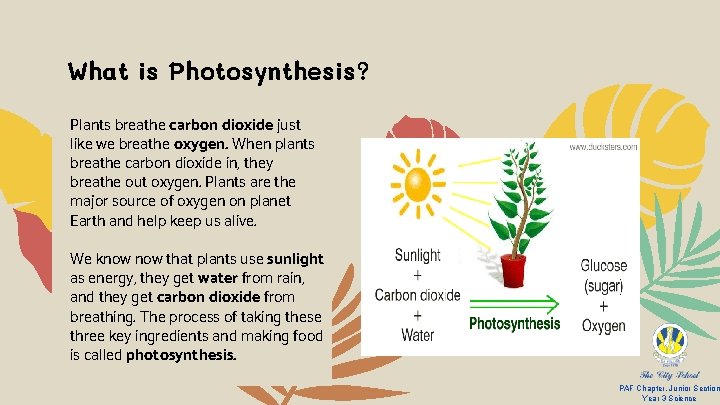 What is Photosynthesis? Plants breathe carbon dioxide just like we breathe oxygen. When plants